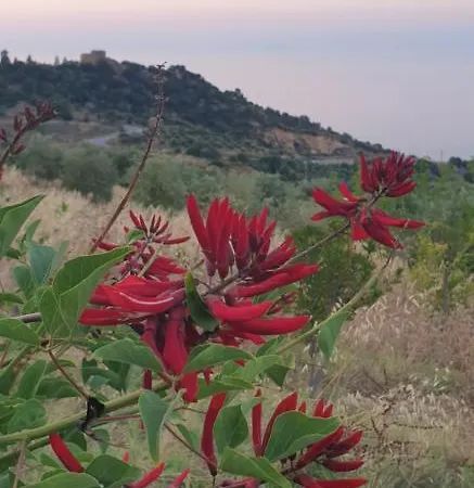 Terre Di *